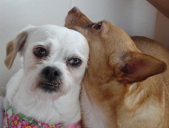 two dogs